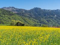 Rapsfeld bei Aschau gegen Kampenwand, Scheibenwand und Sonnwendwand - Oberbayern